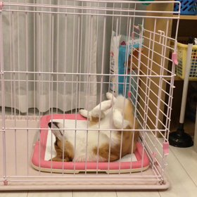 ラブの寝姿の画像