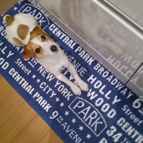 めんどくざかりの画像