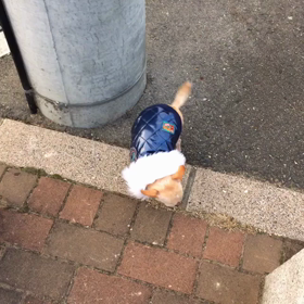 2016年 開幕！の画像