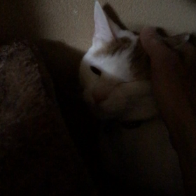 里親様募集中のミントくんの画像