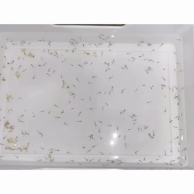 金魚孵化の画像