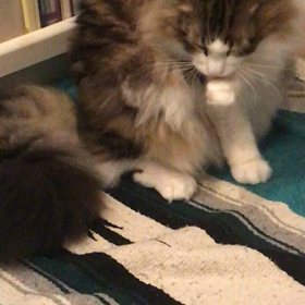 フォンニャンの趣味の画像