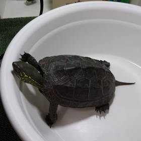 久しぶりの亀吉の画像