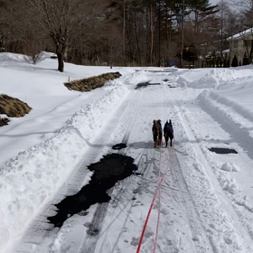 仲良く散歩の画像