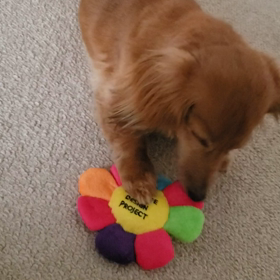 歯を治療しましたの画像