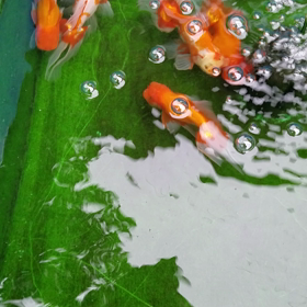 卵を産む瞬間！の画像