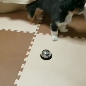 鮎スケとチンベル♪成功の画像