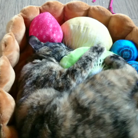 食べられませんよ？の画像