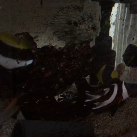 今朝のセンネンダイ❗️の画像