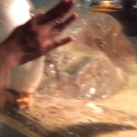 かわいいペンギンさんの画像