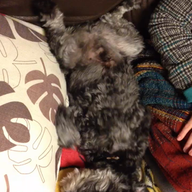 ダンシングの画像