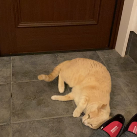 何かにスリスリ…の画像