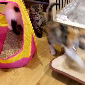 尻尾はオモチャの画像