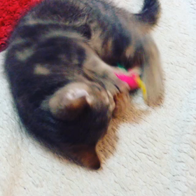 我を忘れるチビの画像