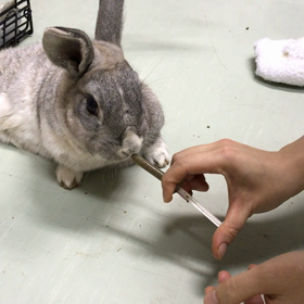 強制給餌の画像