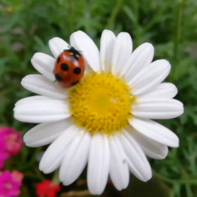 マーガレットとてんとう虫(動画)の画像