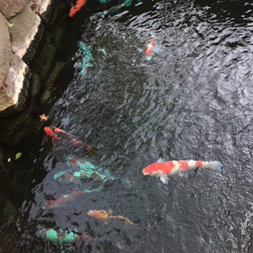 鯉さん亀さんの画像