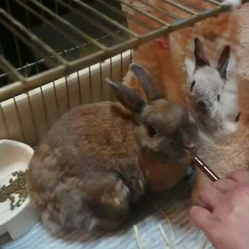 みるちゃんの画像