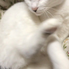 ぴちゃぴちゃ毛づくろいの画像