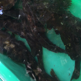 小女子漁は禁漁に！？の画像