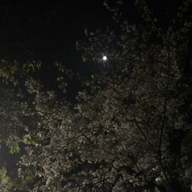 満月の夜にの画像