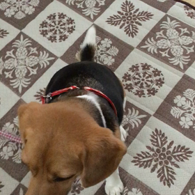 現在のまろんの画像