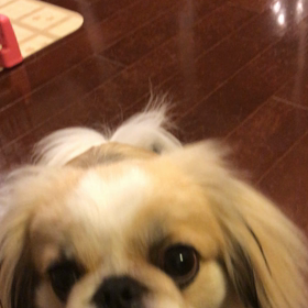 今日は愛犬の日〜ウチのかわい子ちゃんの画像