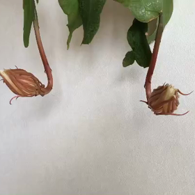 ようやく咲いた月下美人の画像