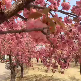 中国の最新お花見事情の画像
