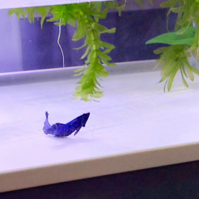 底にお座りして遊ぶハーフムーン稚魚の画像