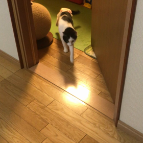 恋してるてんしん、上手に歩けるのの画像