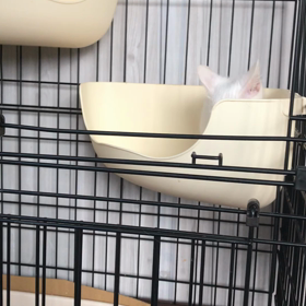 朝の運動会！の画像