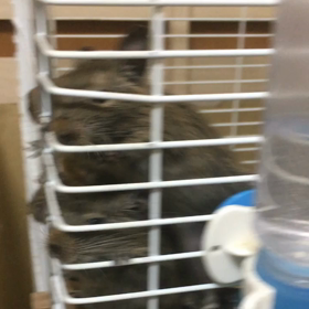 1代目ちびーずの生後1ヶ月 byゆまの画像