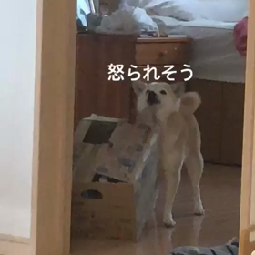 段ボールと柴犬の画像