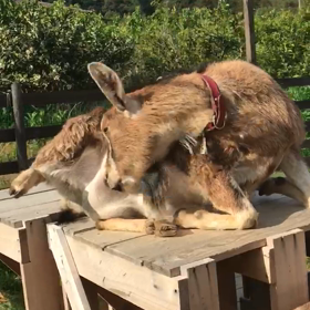 出産まであと1週間です。の画像