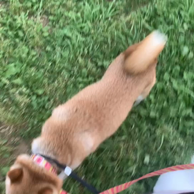 6月10日9わんこと2時間遠足　代々木公園表参道の画像