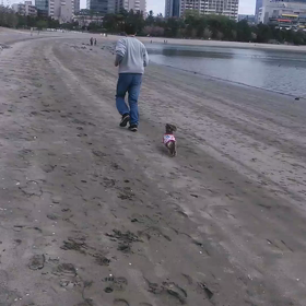 れもん、走るの画像