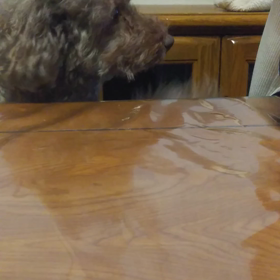 座りたいモカの画像