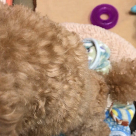 ぼくは海賊王になる！？の画像