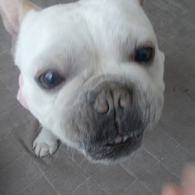 クセになる咀嚼音の画像