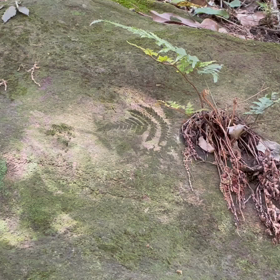 自然の神秘✨の画像