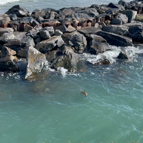 ウミガメさんの画像