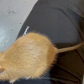 動物プロダクションの日常。の画像