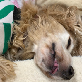 アニマルコミュニケーションの画像