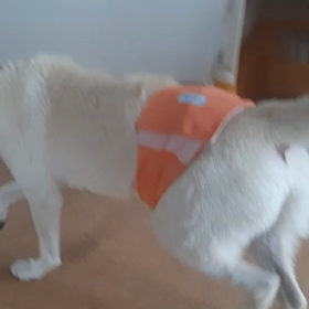 今日のシロくん 3の画像