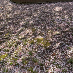 桜散る散るの画像