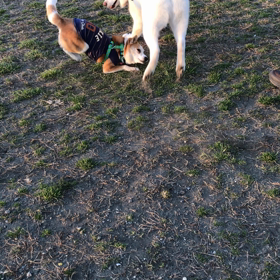 気の強いココの画像