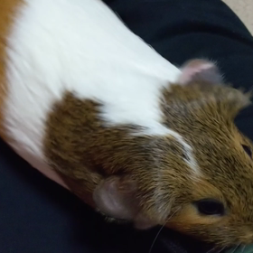 しつけの成果❤️の画像