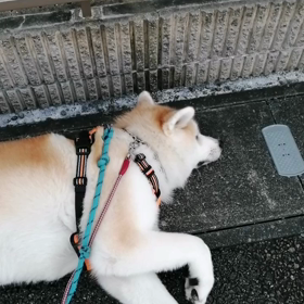 暑くなりそうな朝‼️今にも死にそうに倒れ込んで抵抗する未来丸、イヤイヤ満開。それでも本日の朝散の画像