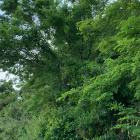 そっと見て　　聴いての画像